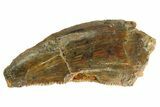 Serrated, Raptor Tooth - Real Dinosaur Tooth #333306-1